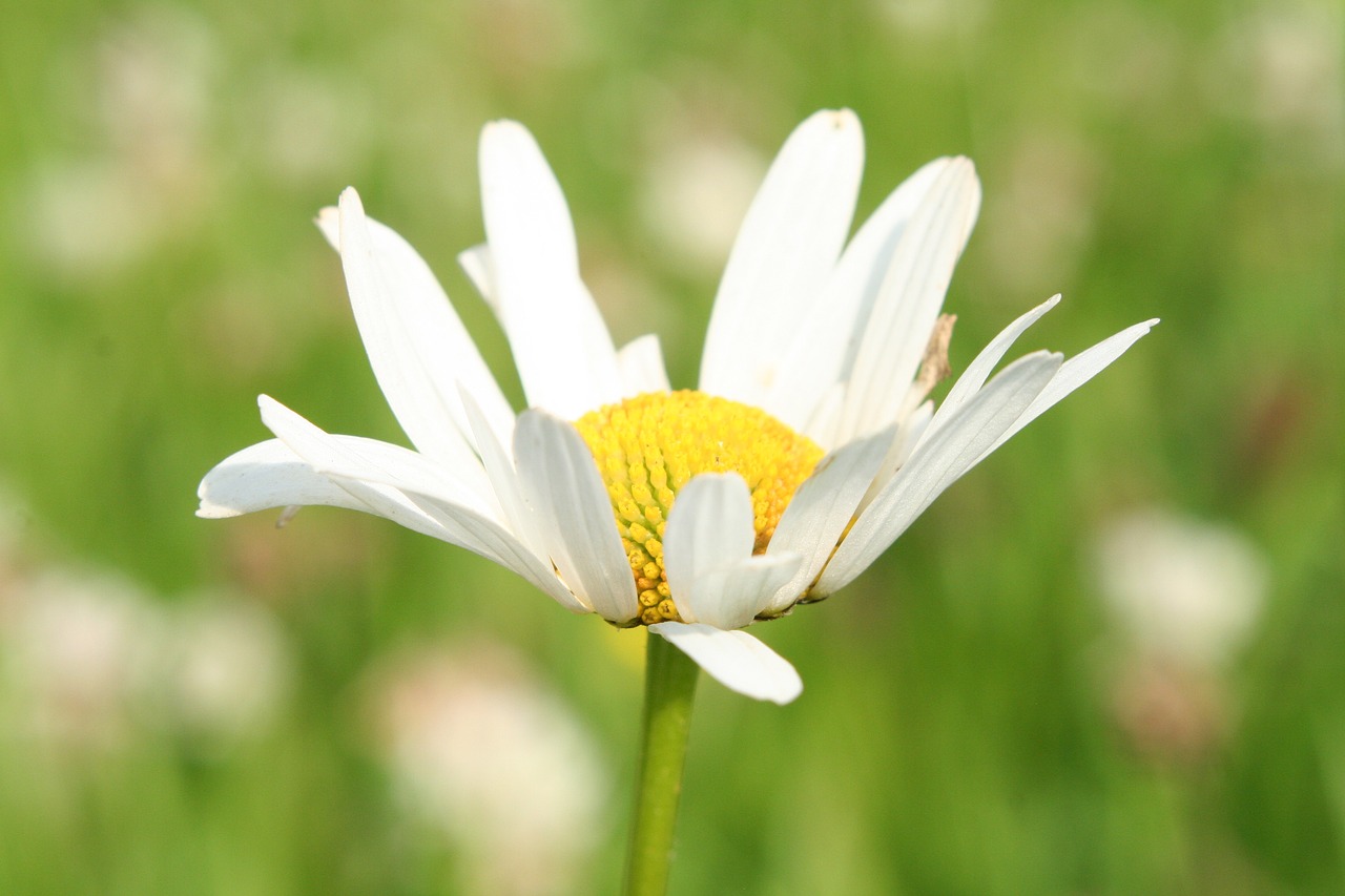 nature flower flora free photo