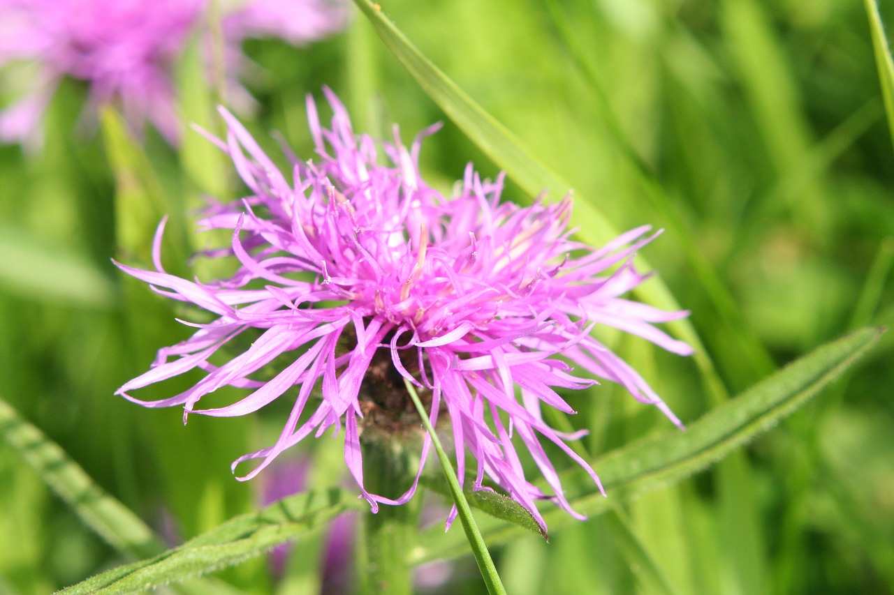 nature flora summer free photo