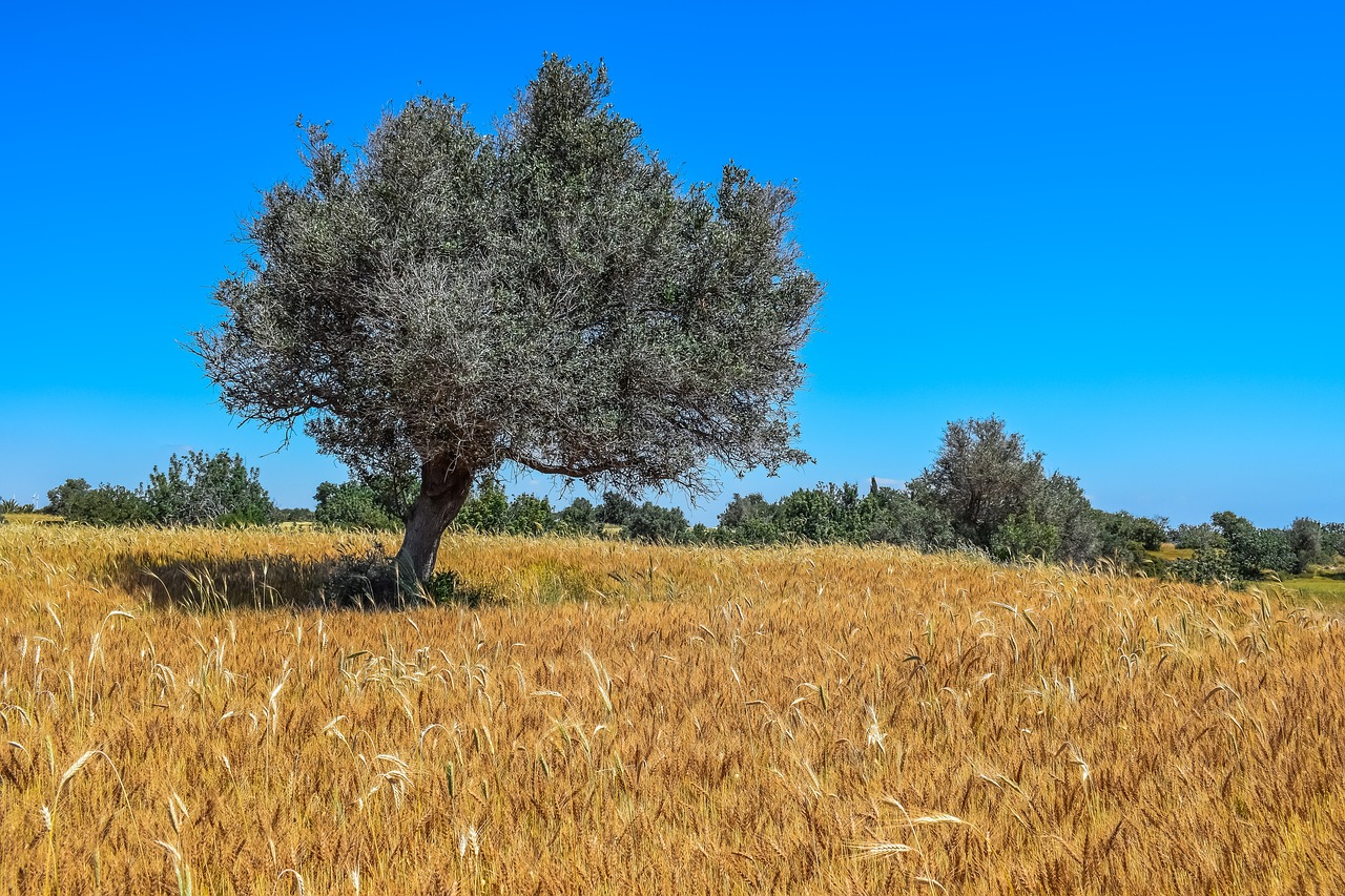 nature tree landscape free photo