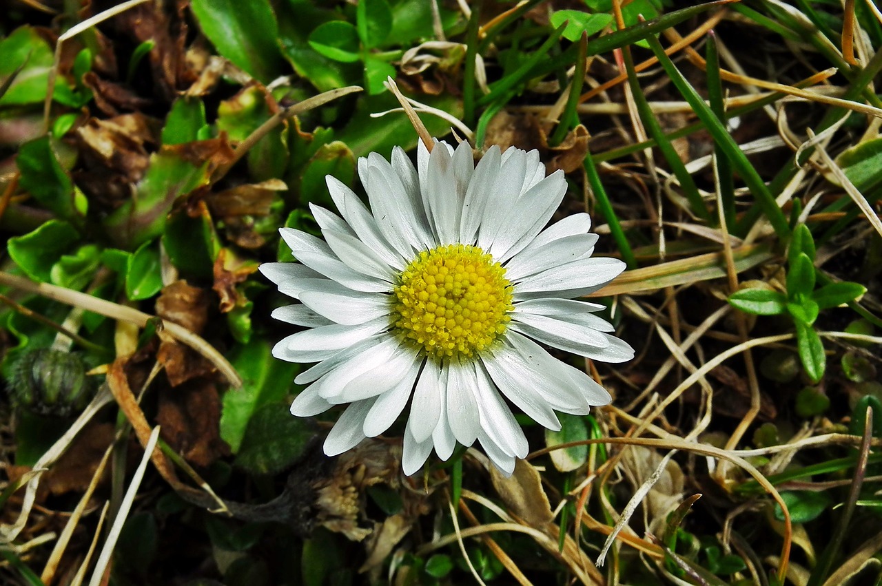 nature plant flower free photo