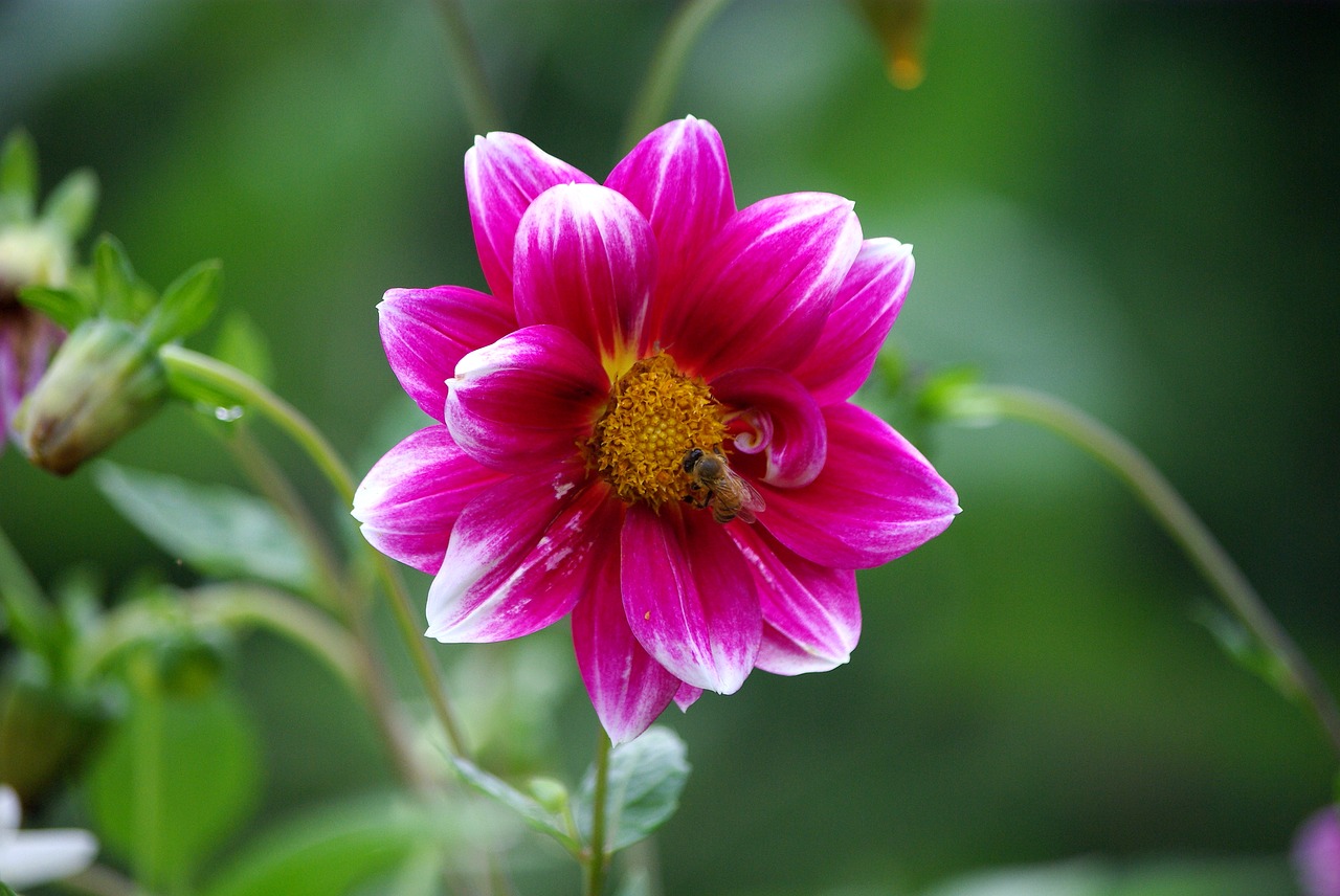 nature flowers plants free photo