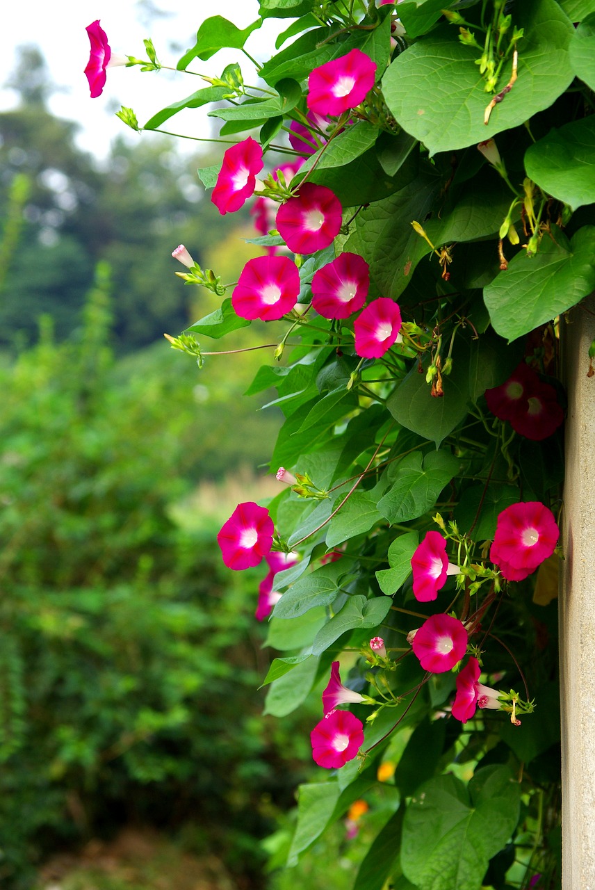 nature leaf garden free photo