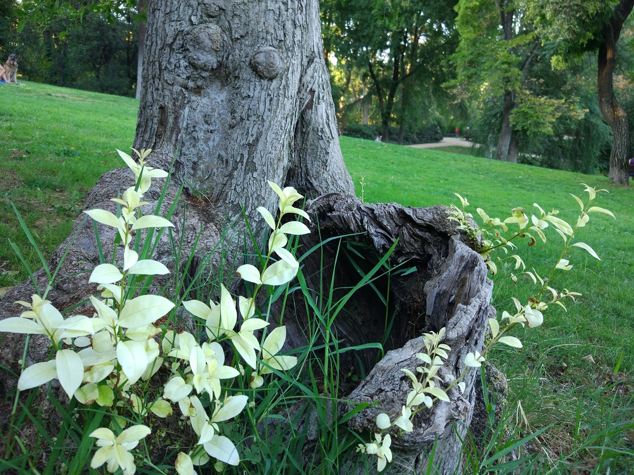 nature flower plant free photo