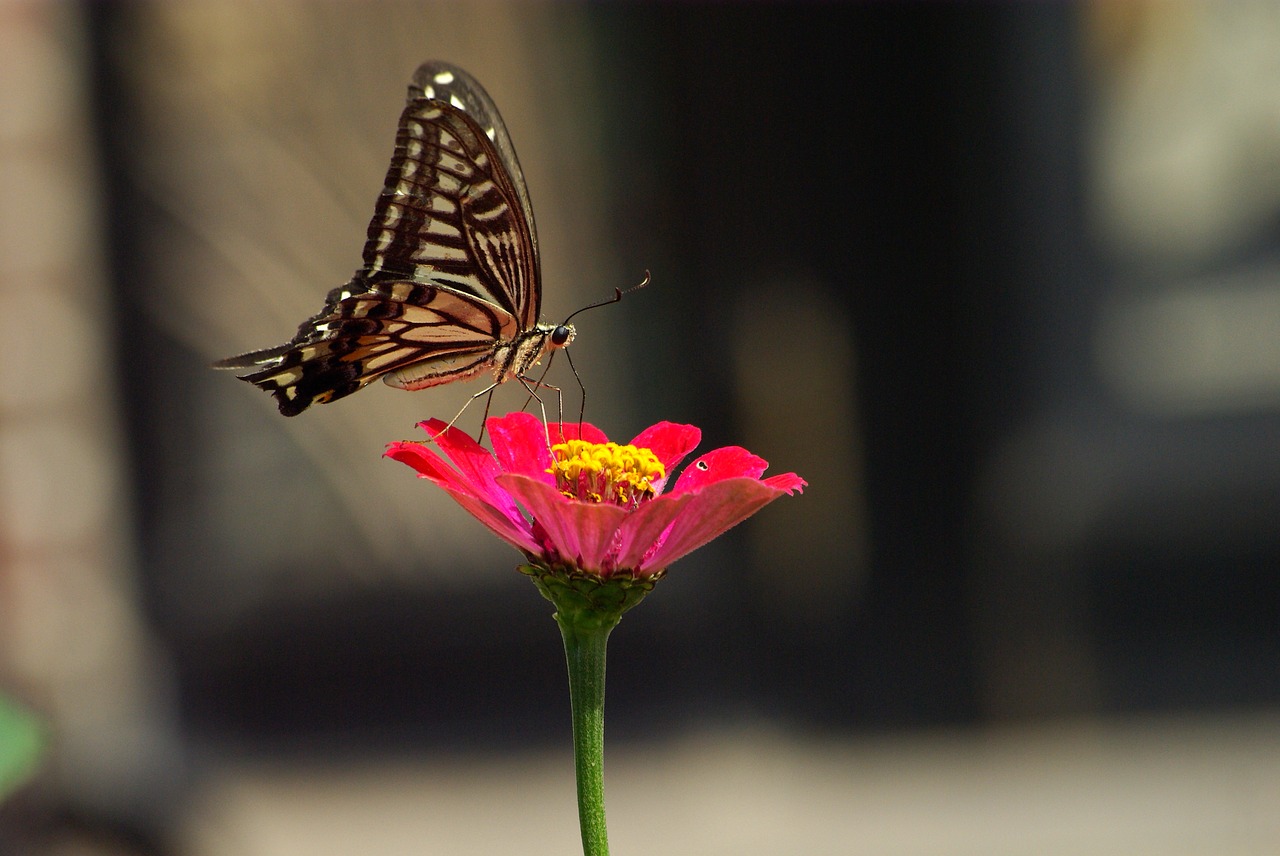 nature insects outdoors free photo