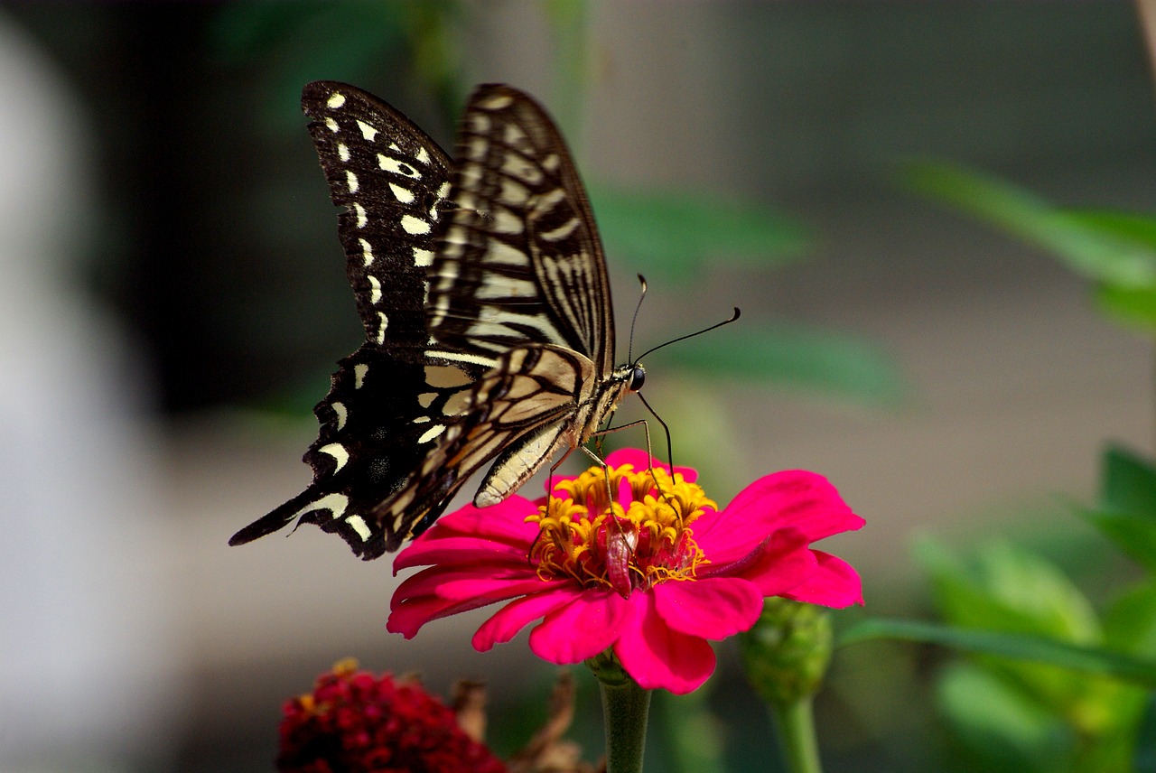 nature butterfly insects free photo