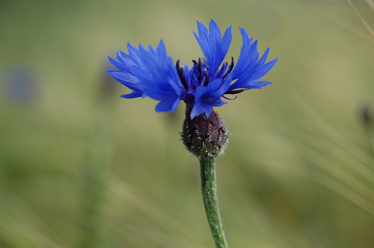 nature flower plant free photo