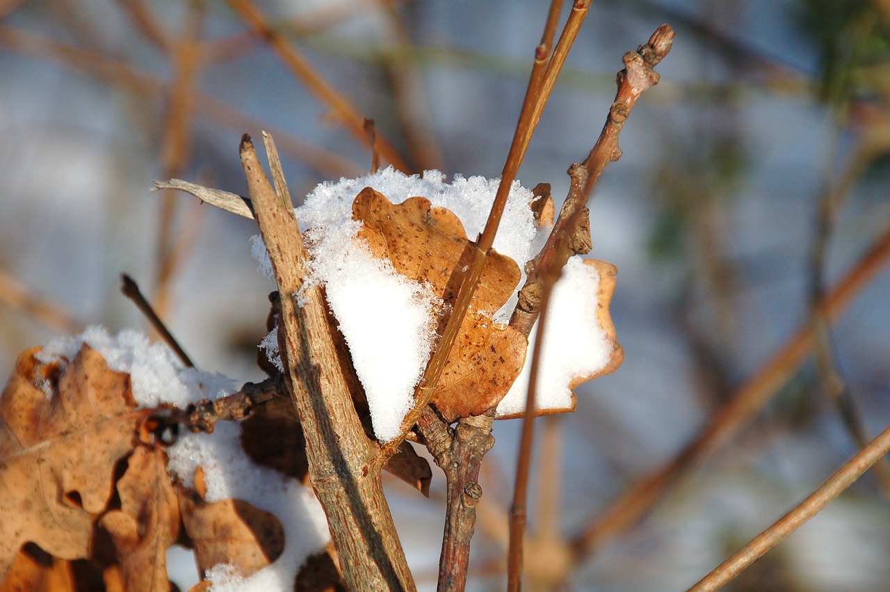 nature winter outdoor free photo