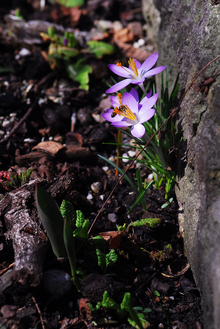 nature flower plant free photo