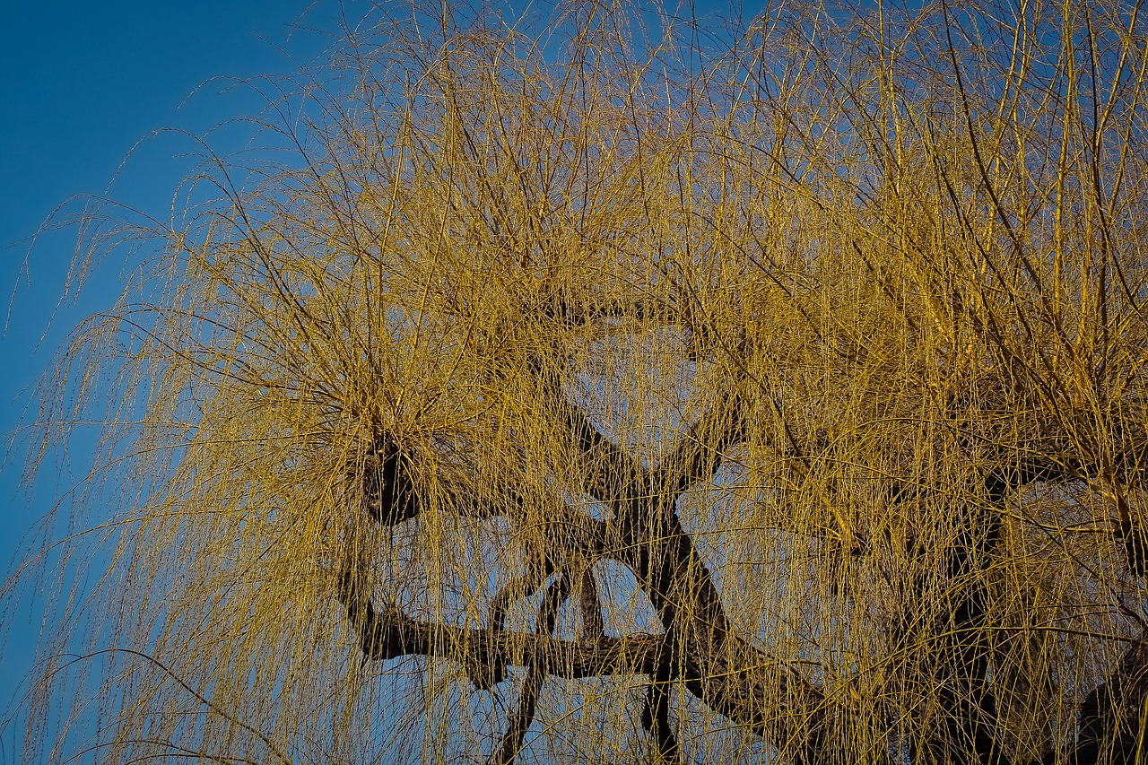 nature tree sky free photo