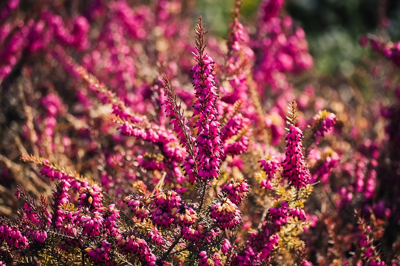 nature flower plant free photo