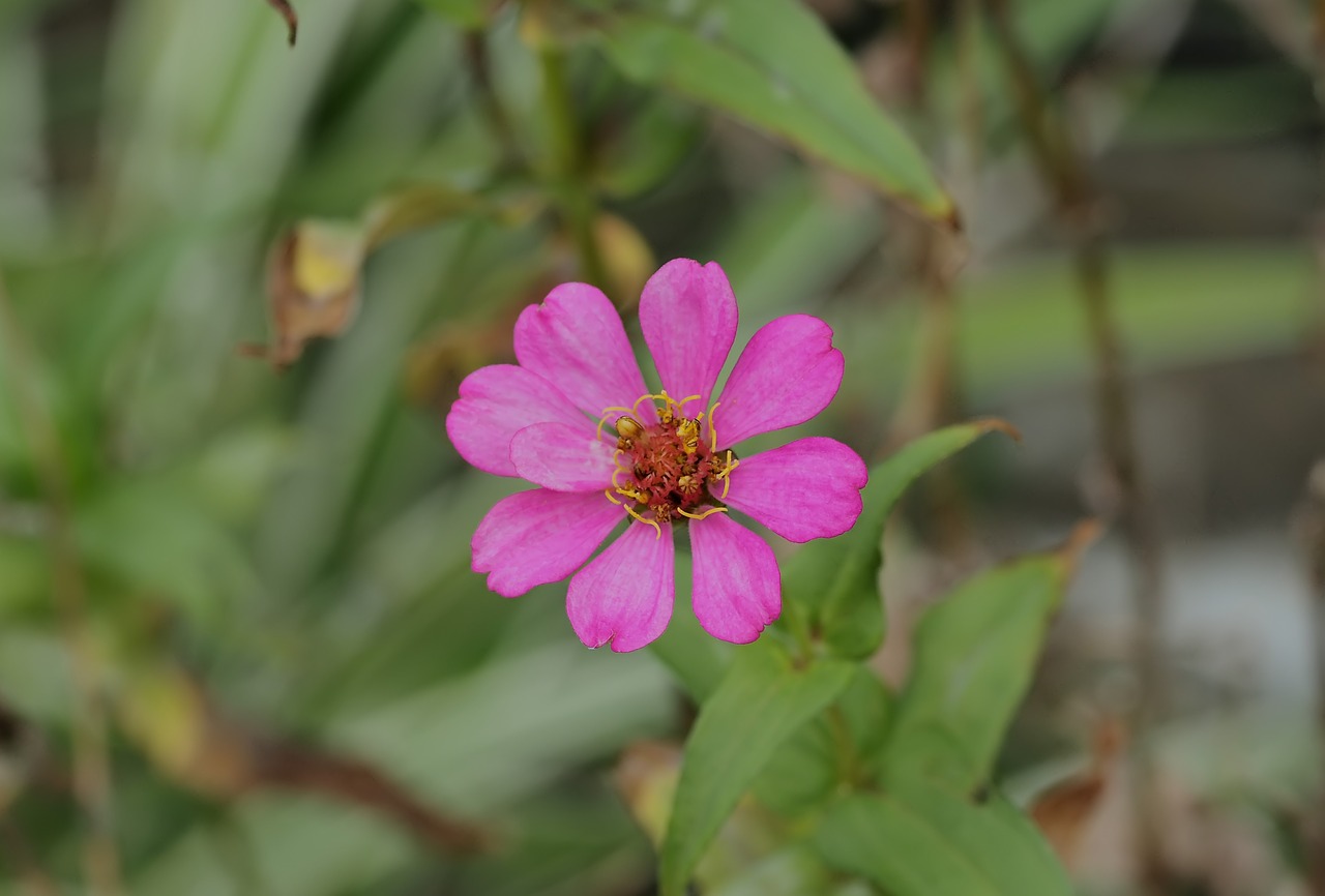 nature flower flora free photo