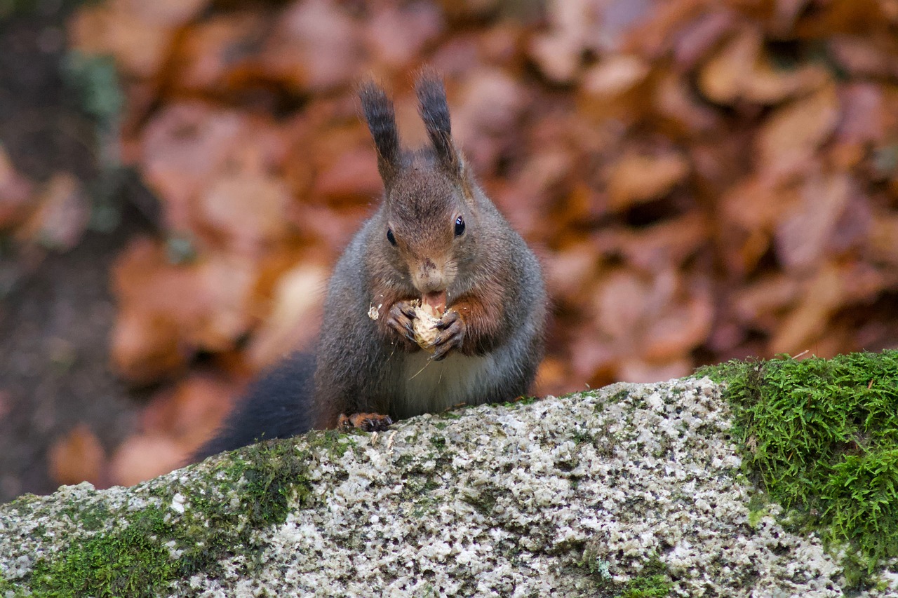 nature animal world wood free photo