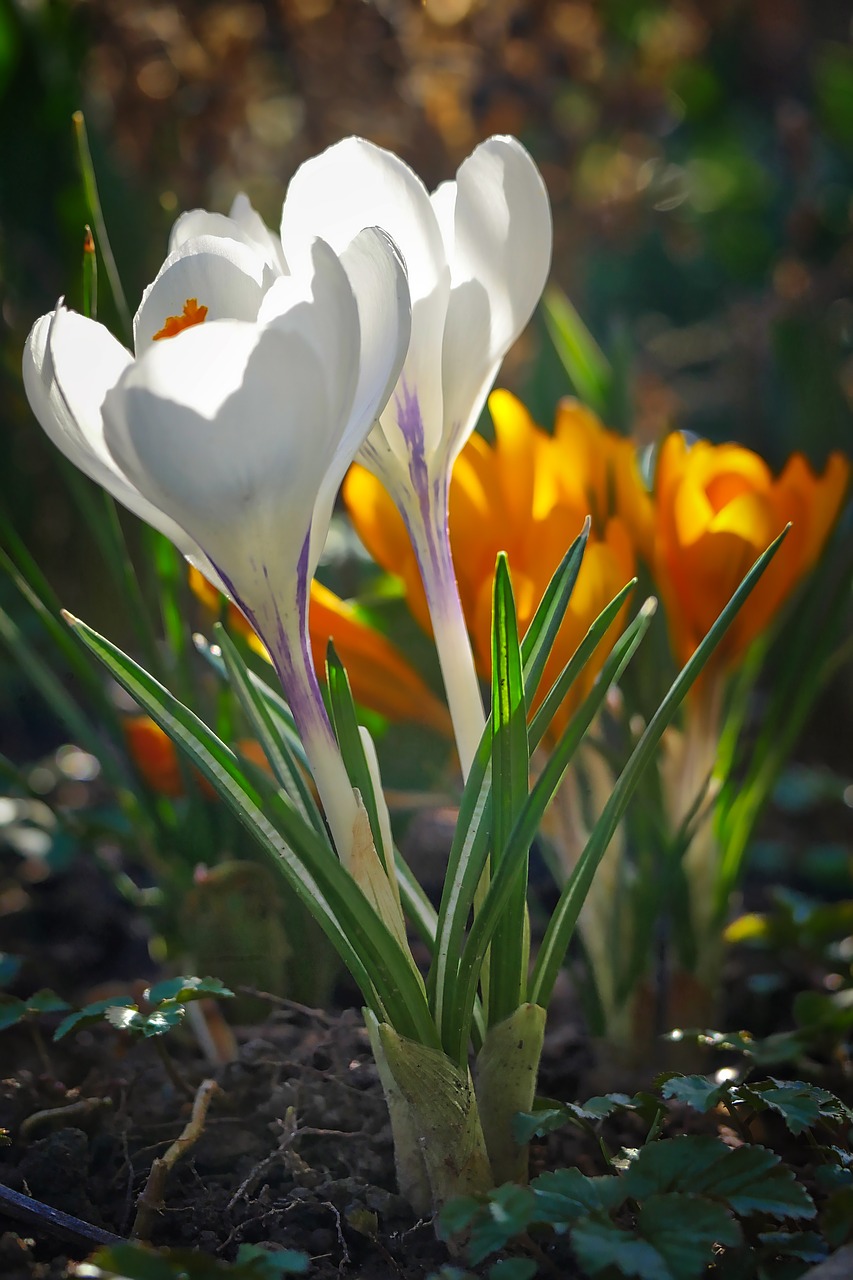 nature flower plant free photo