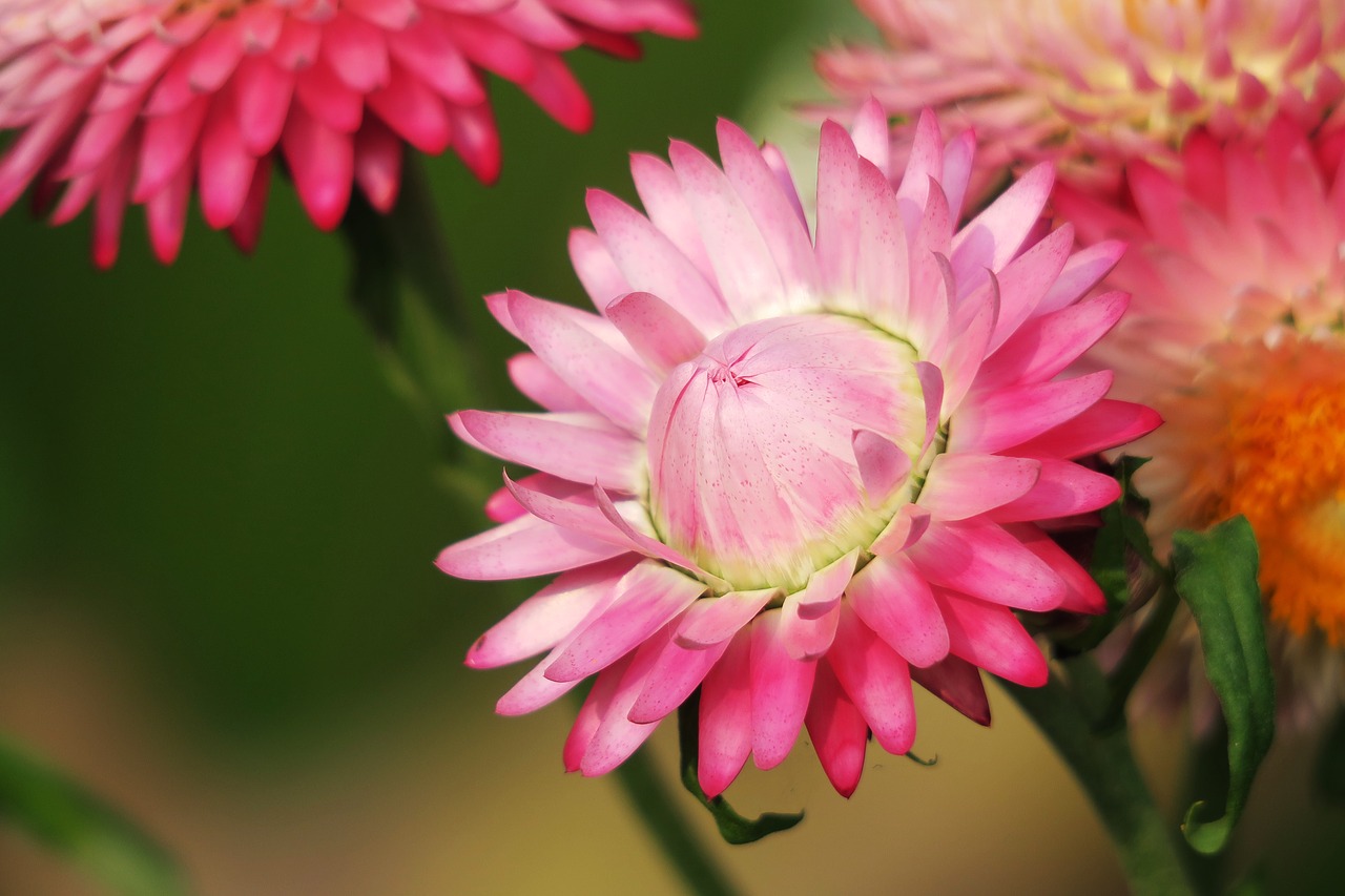 nature plant flower free photo