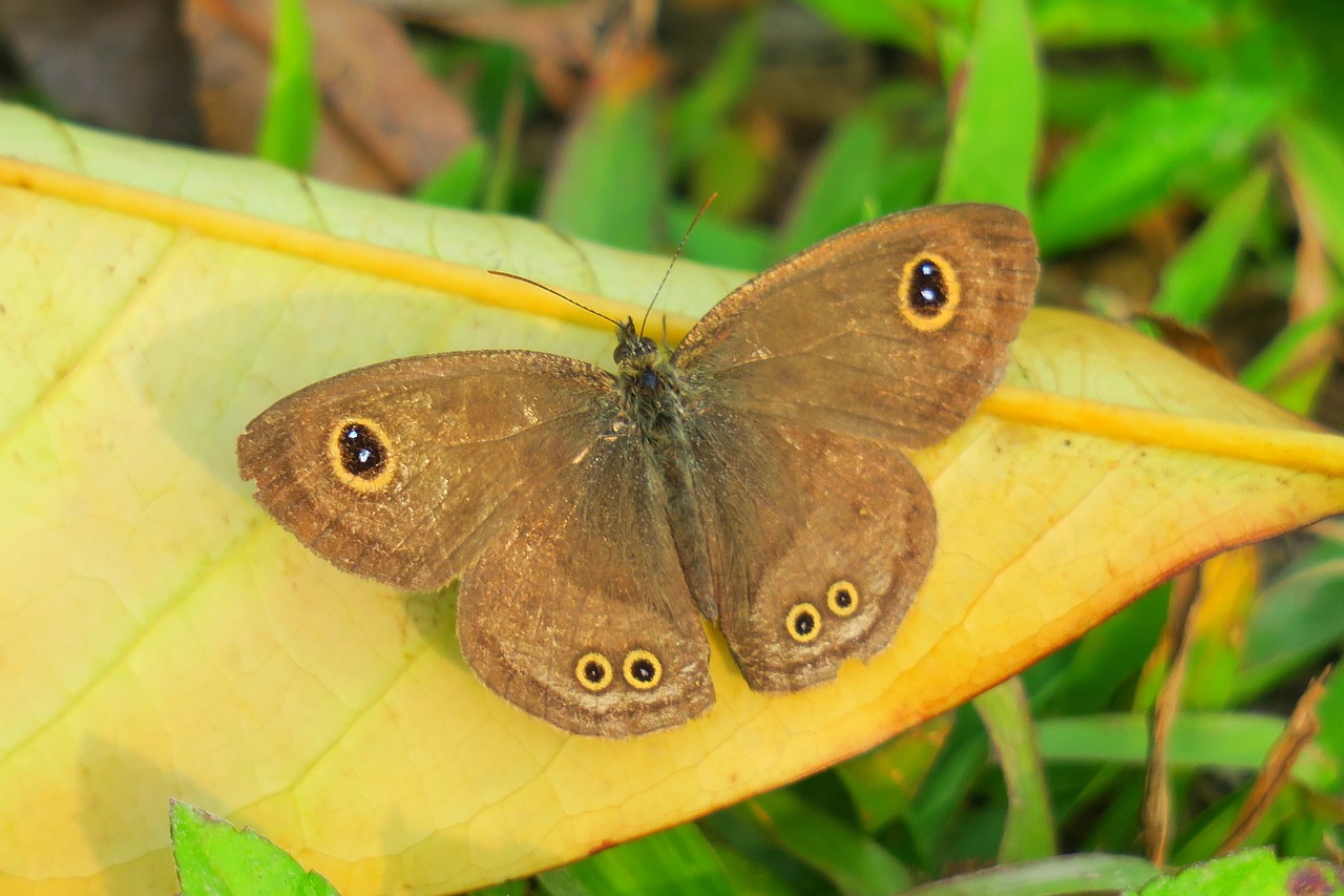 nature butterfly wildlife free photo