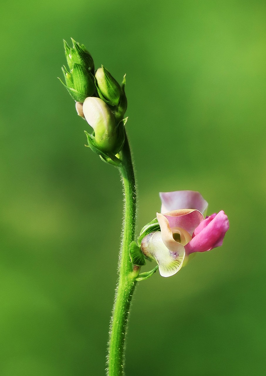 nature plant flower free photo