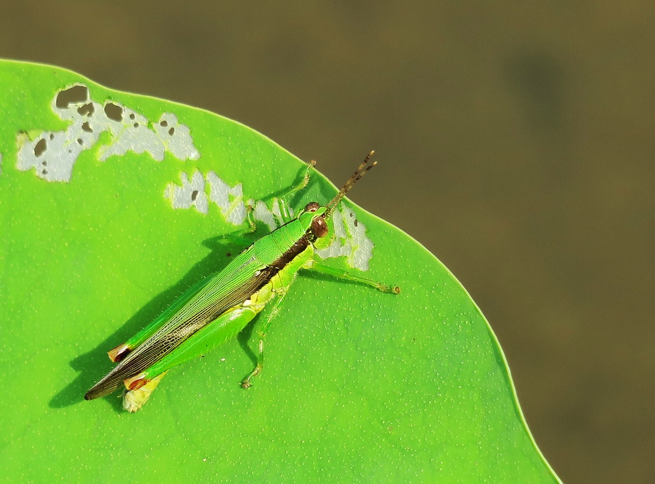 nature insect leaf free photo