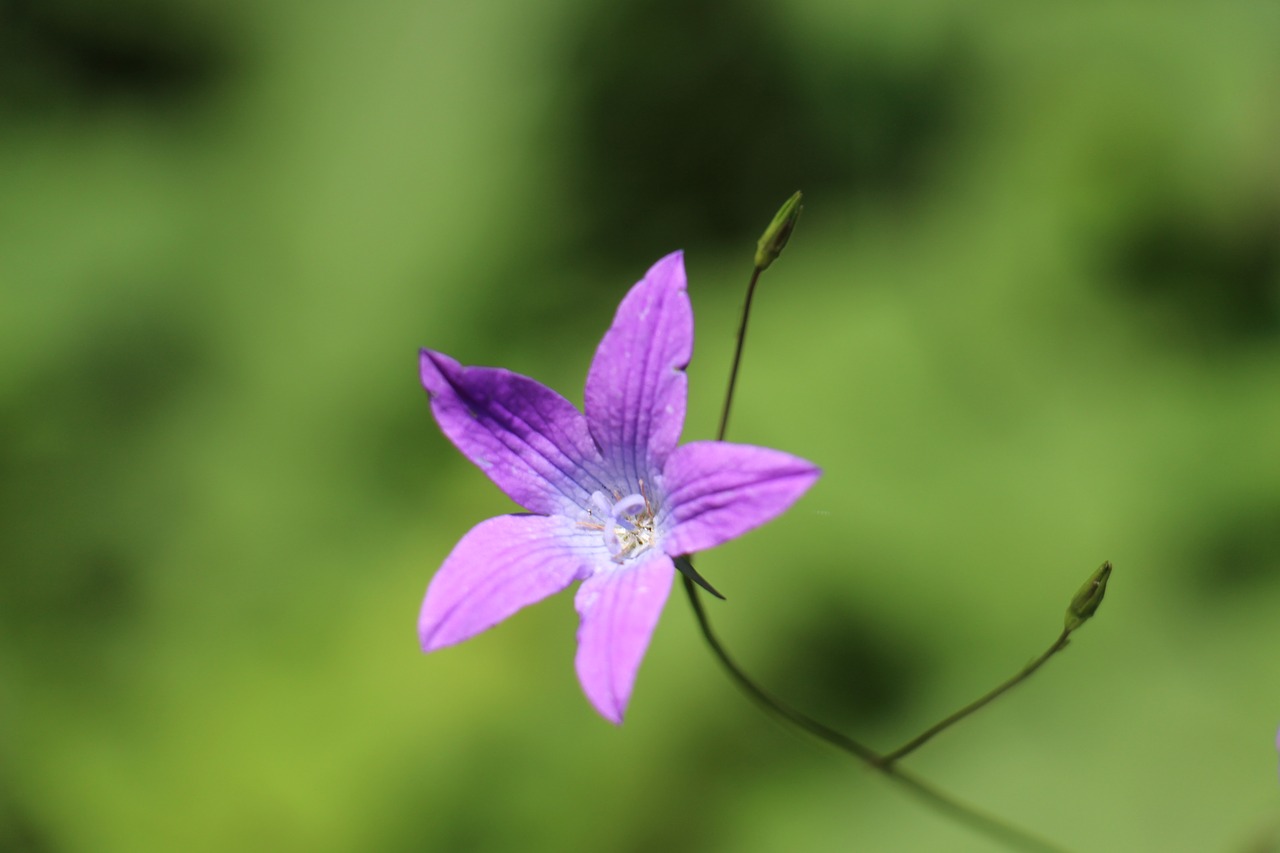 nature plant flower free photo