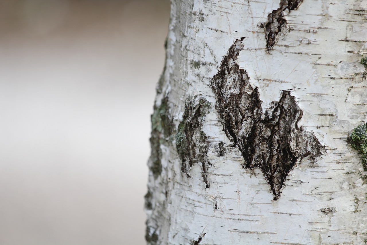 nature outdoors tree free photo