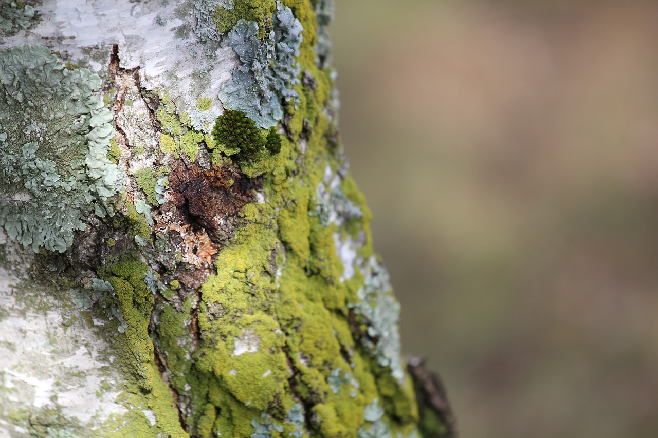 nature tree outdoors free photo