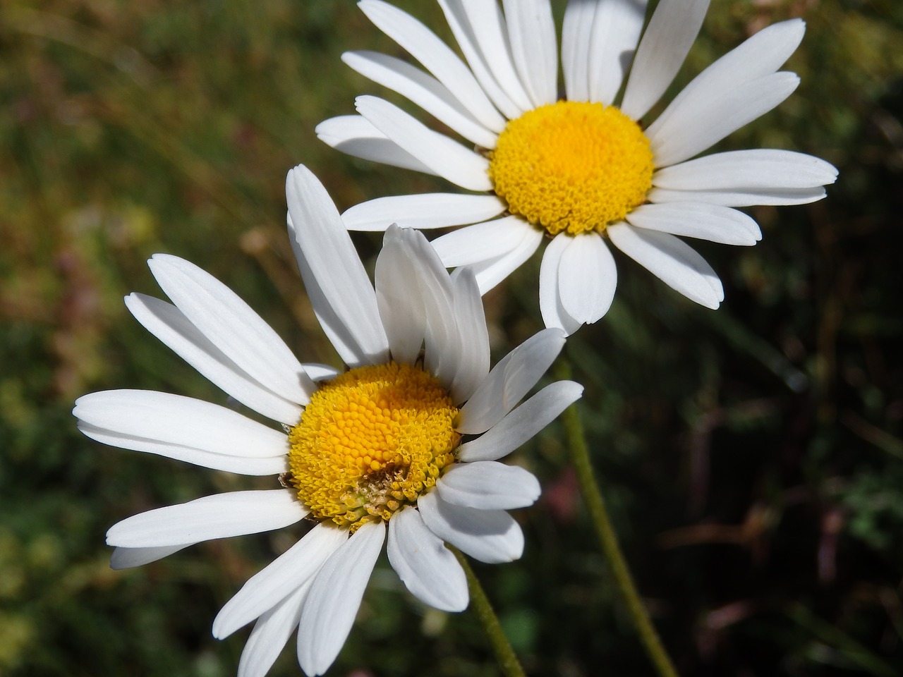 nature flower plant free photo