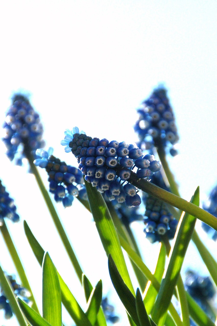 nature plant summer free photo