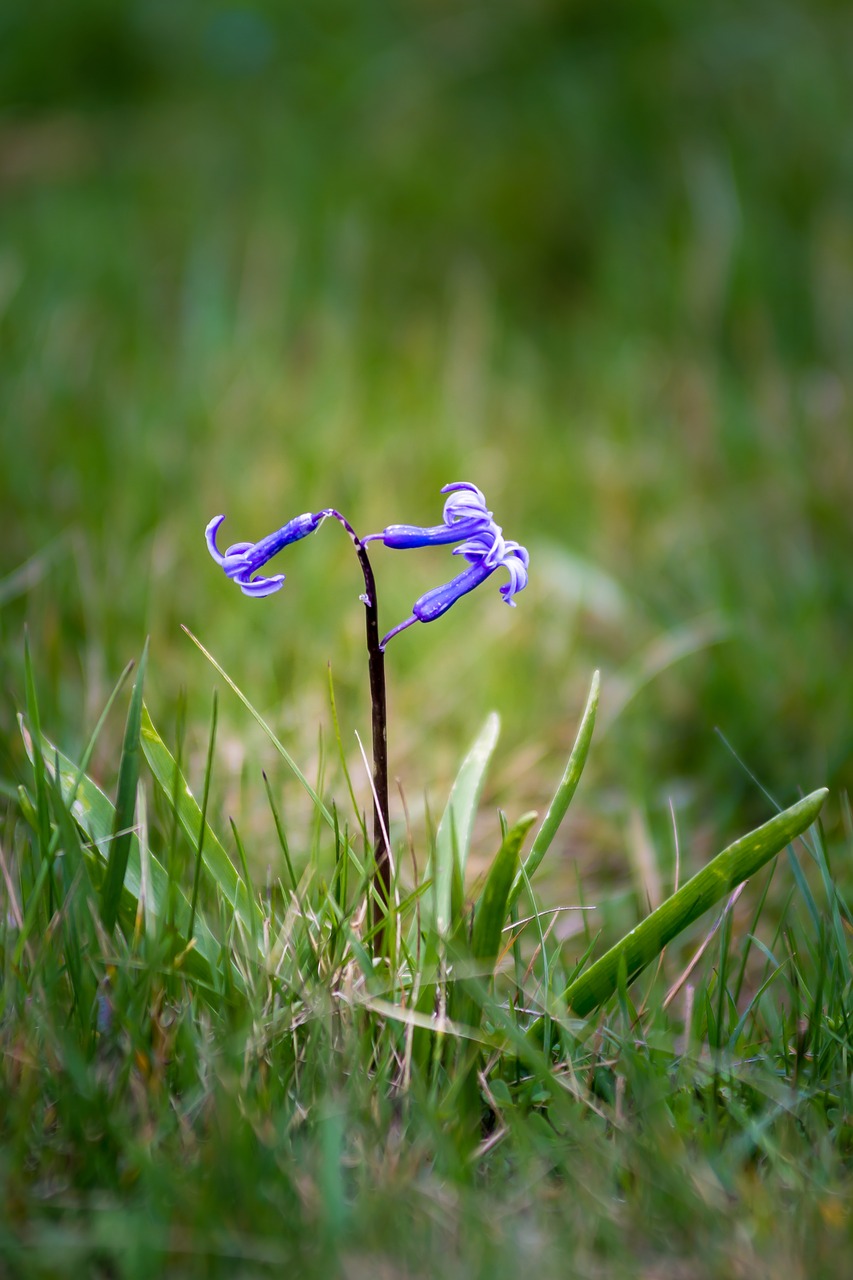 nature outdoors grass free photo