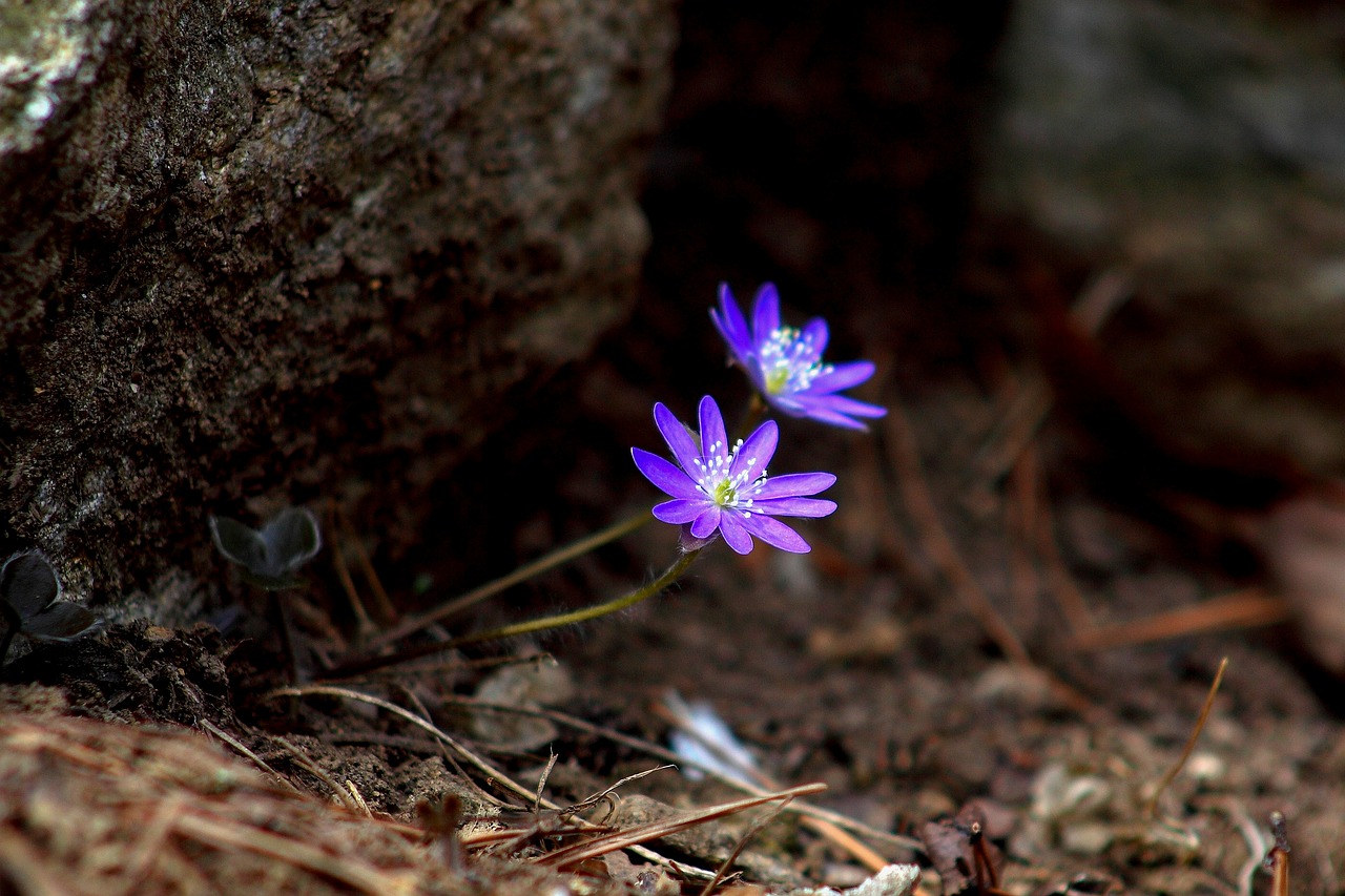 nature plants wildflower free photo