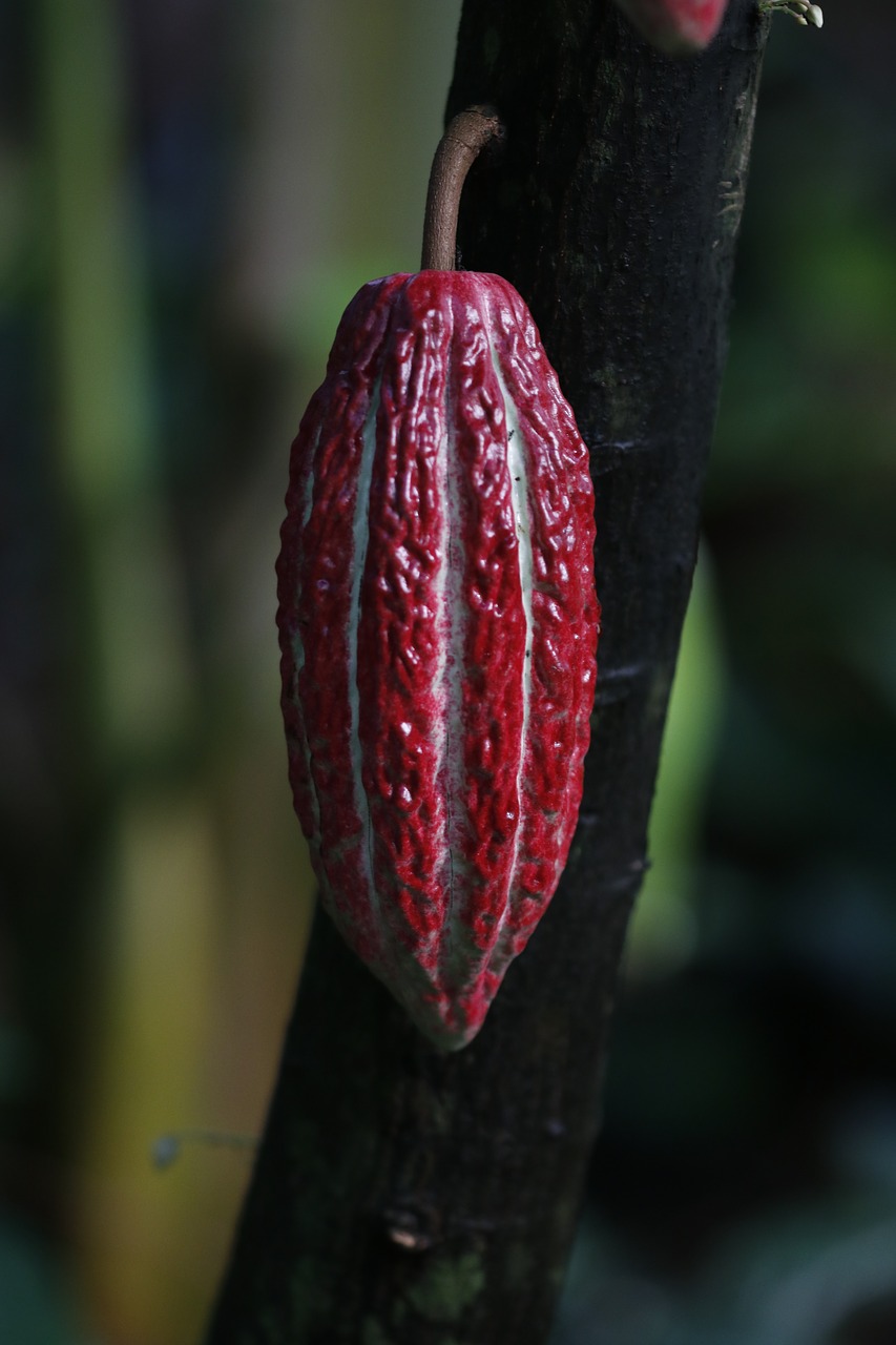 nature plant cocoa free photo