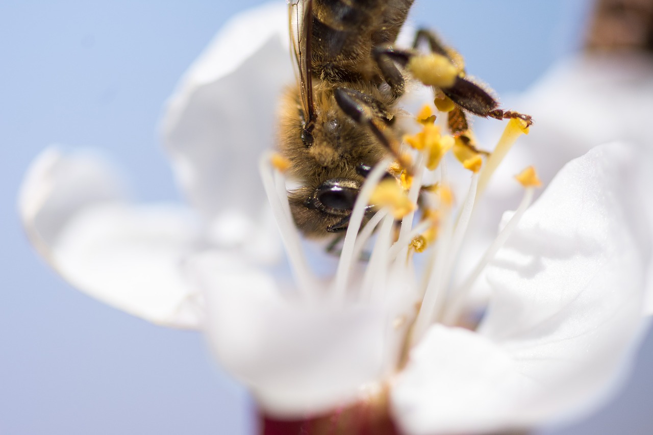 nature insect flower free photo