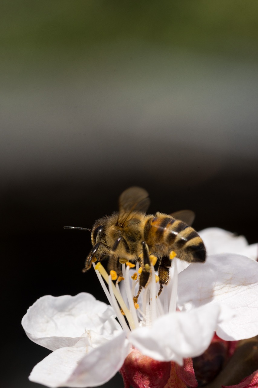 nature flower insect free photo