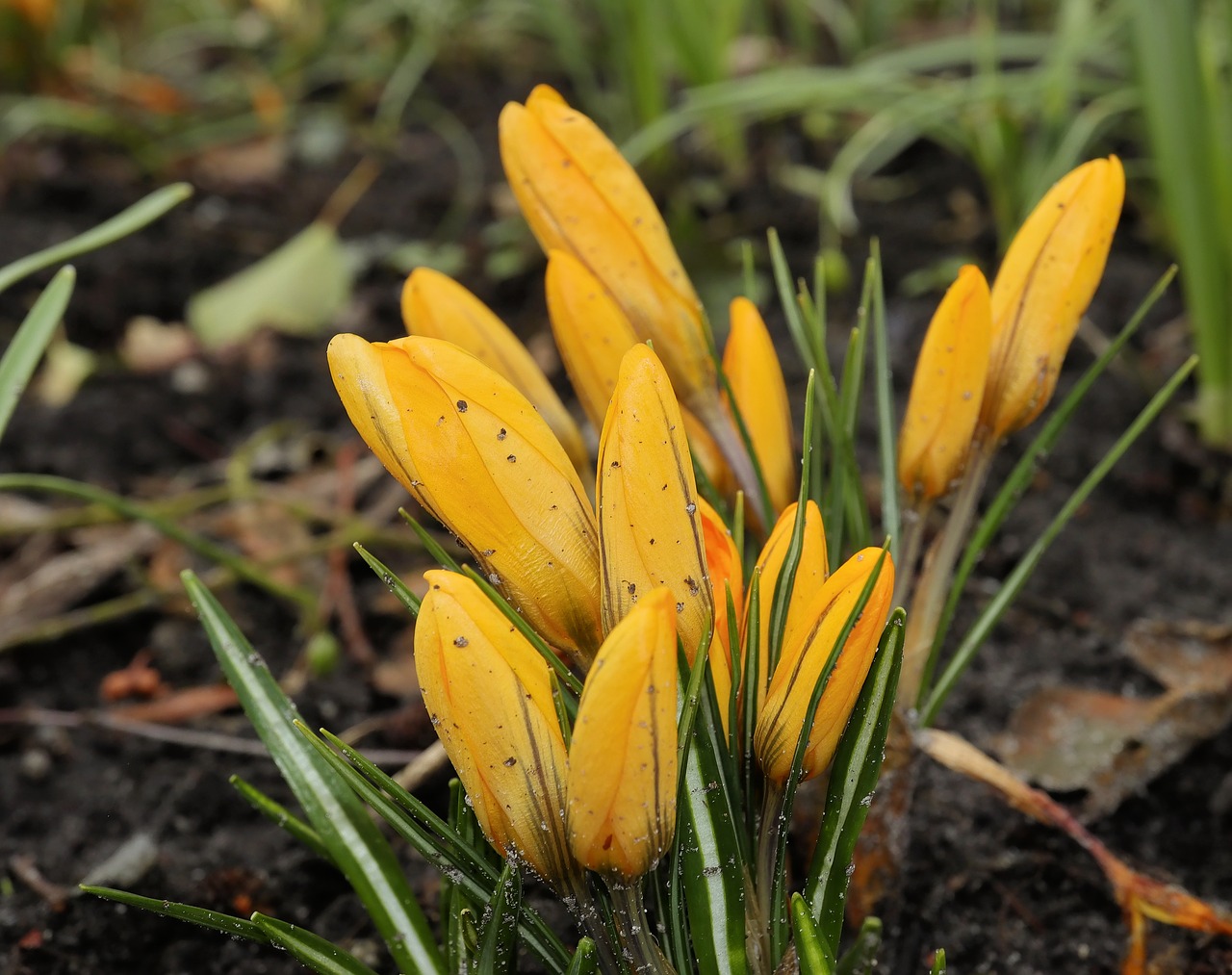 nature flower plant free photo