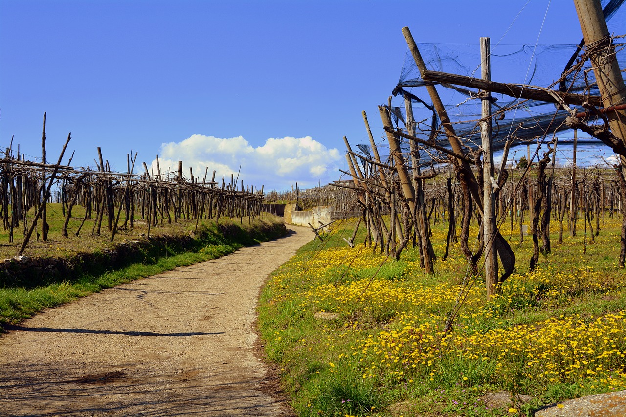 nature landscape tree free photo