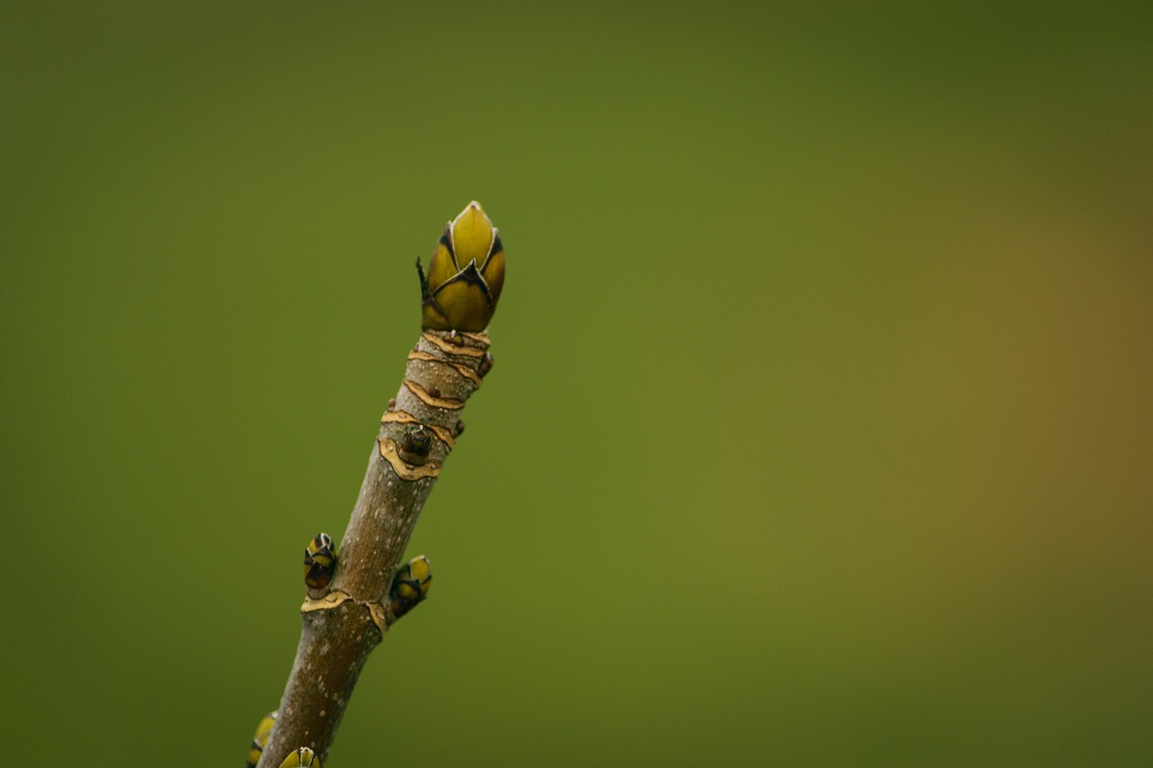 nature spring tree free photo