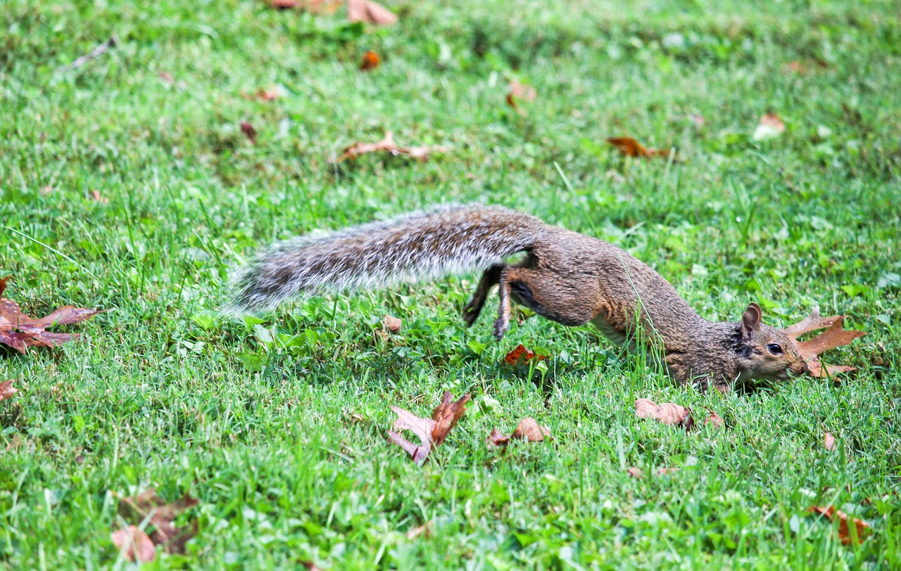 nature grass wildlife free photo