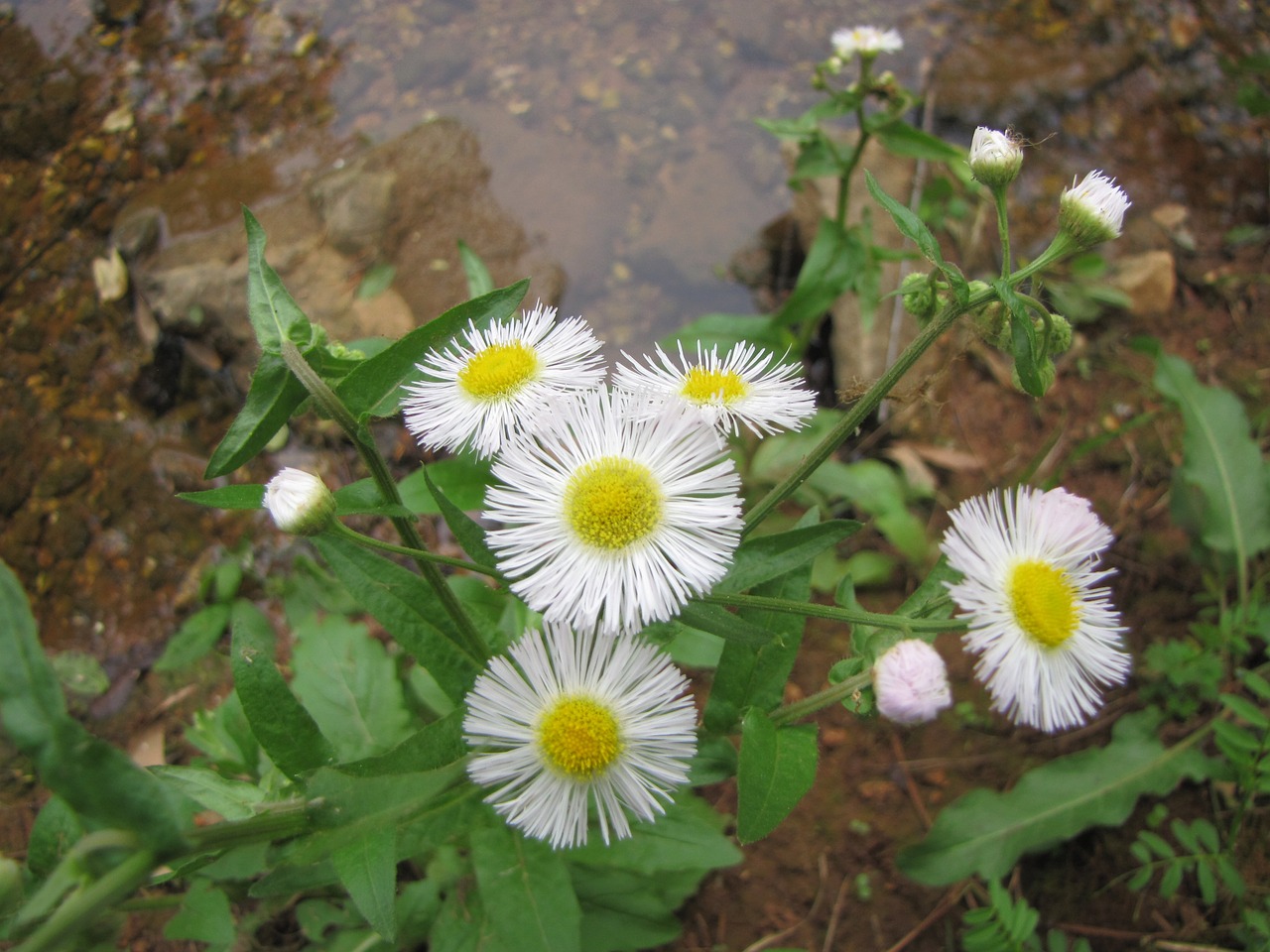 nature flora flower free photo