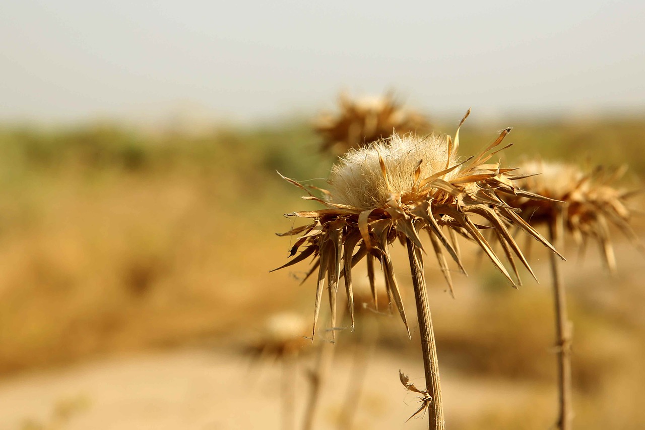 nature field outdoors free photo