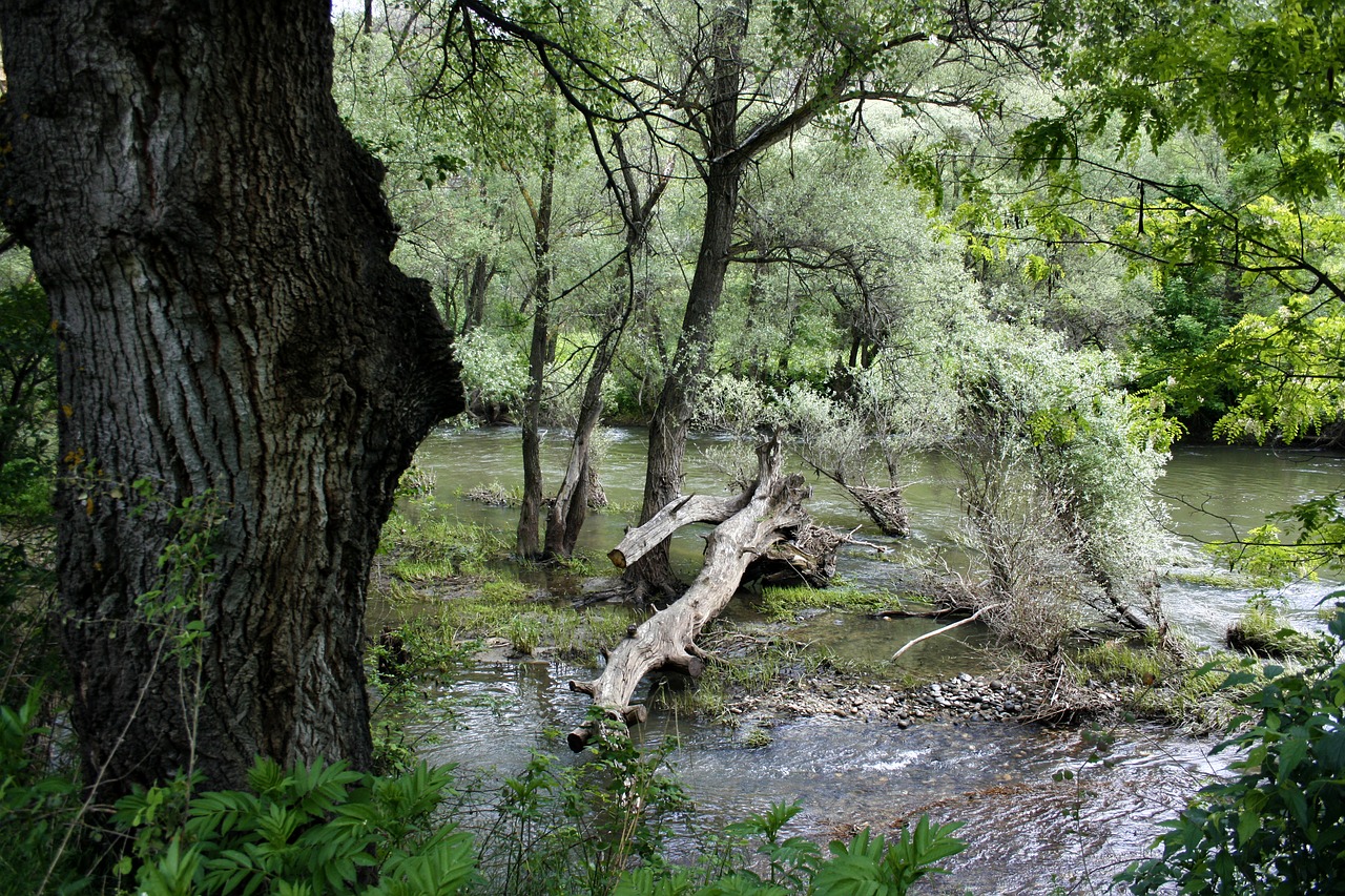 nature landscape tree free photo