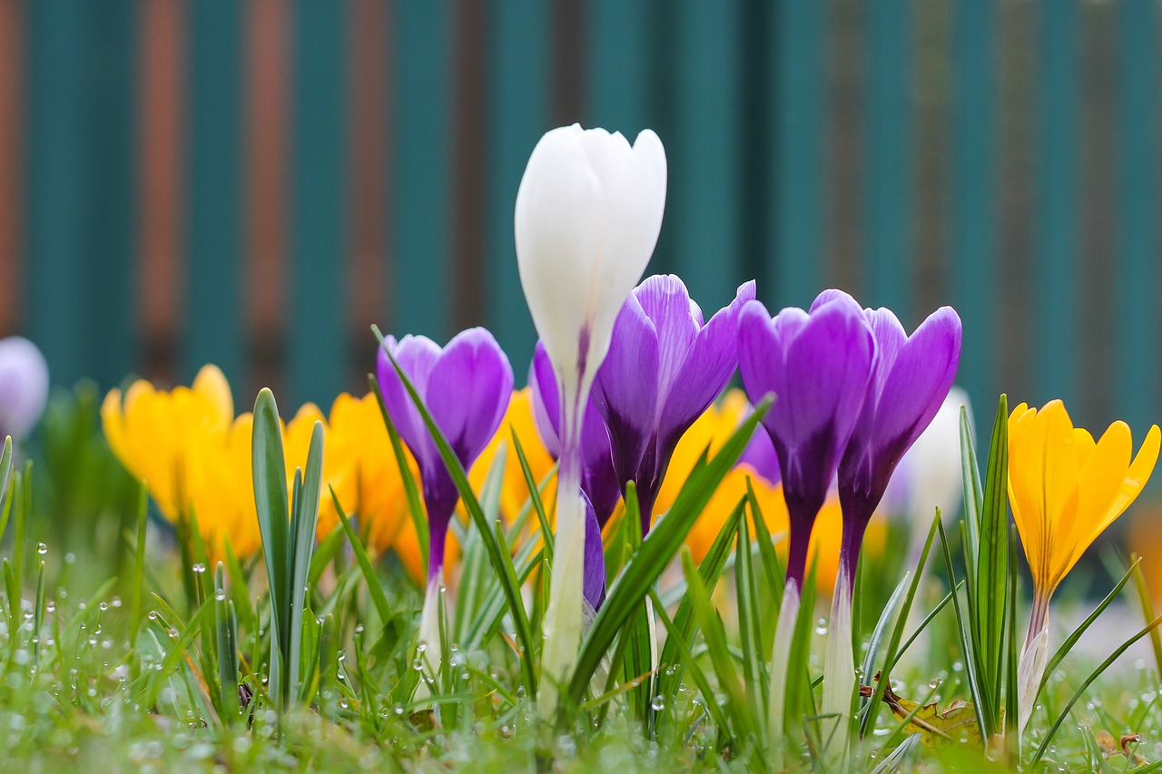 nature flower plant free photo