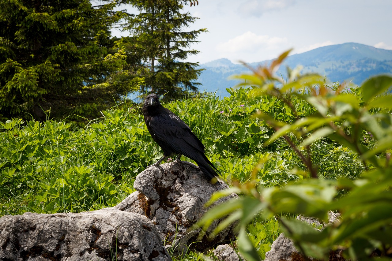 nature tree bird free photo