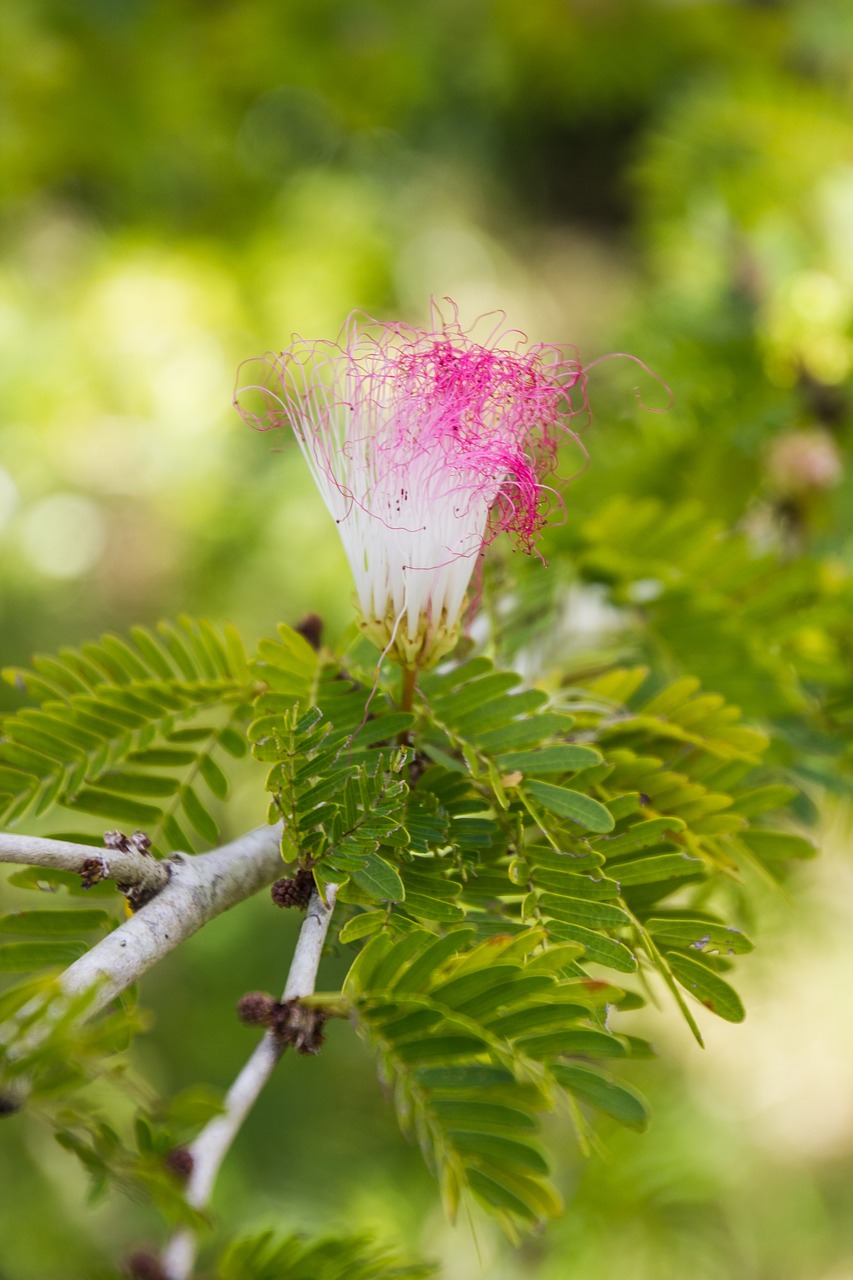 nature plant leaf free photo