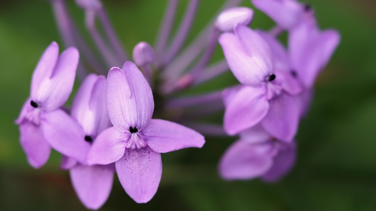 nature flower flora free photo