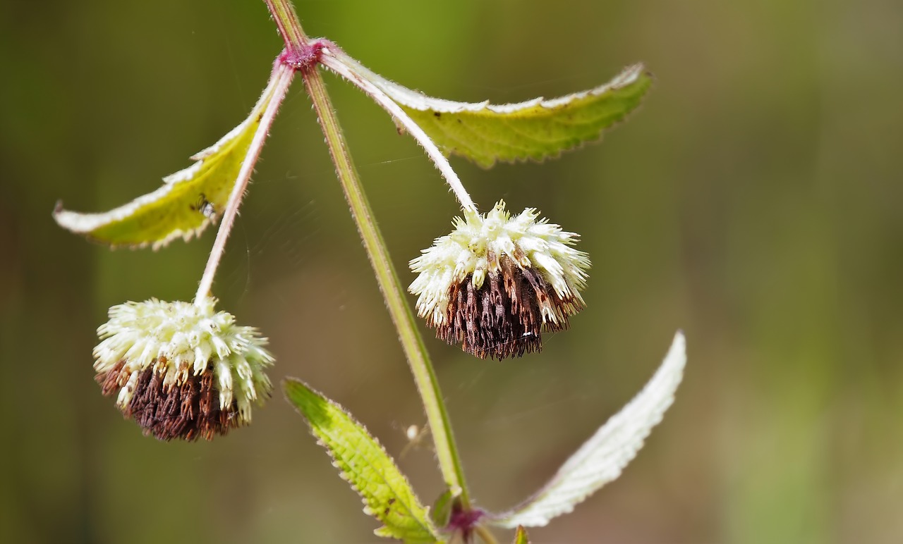 nature flower flora free photo