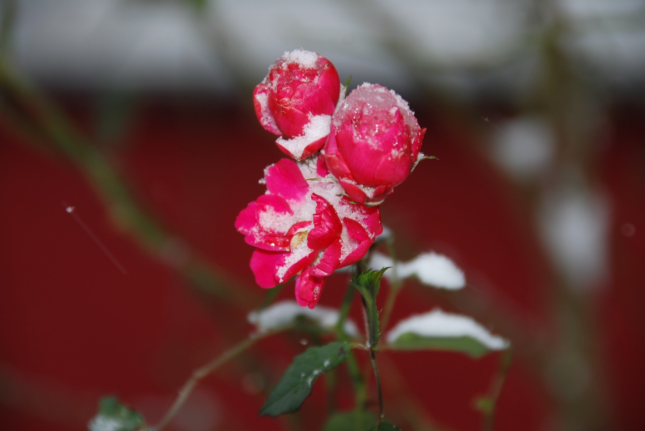 nature flower plant free photo