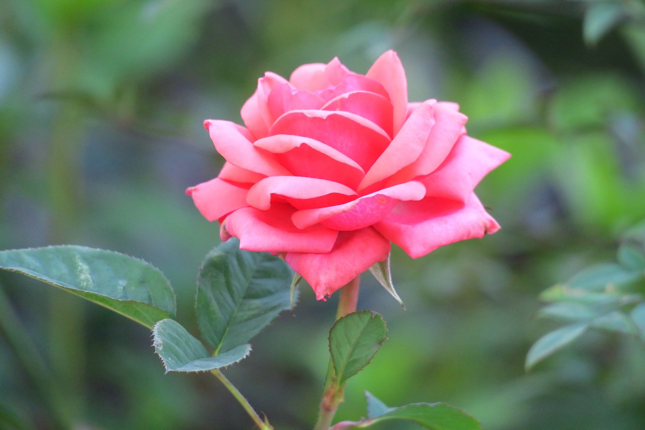 nature leaf flower free photo