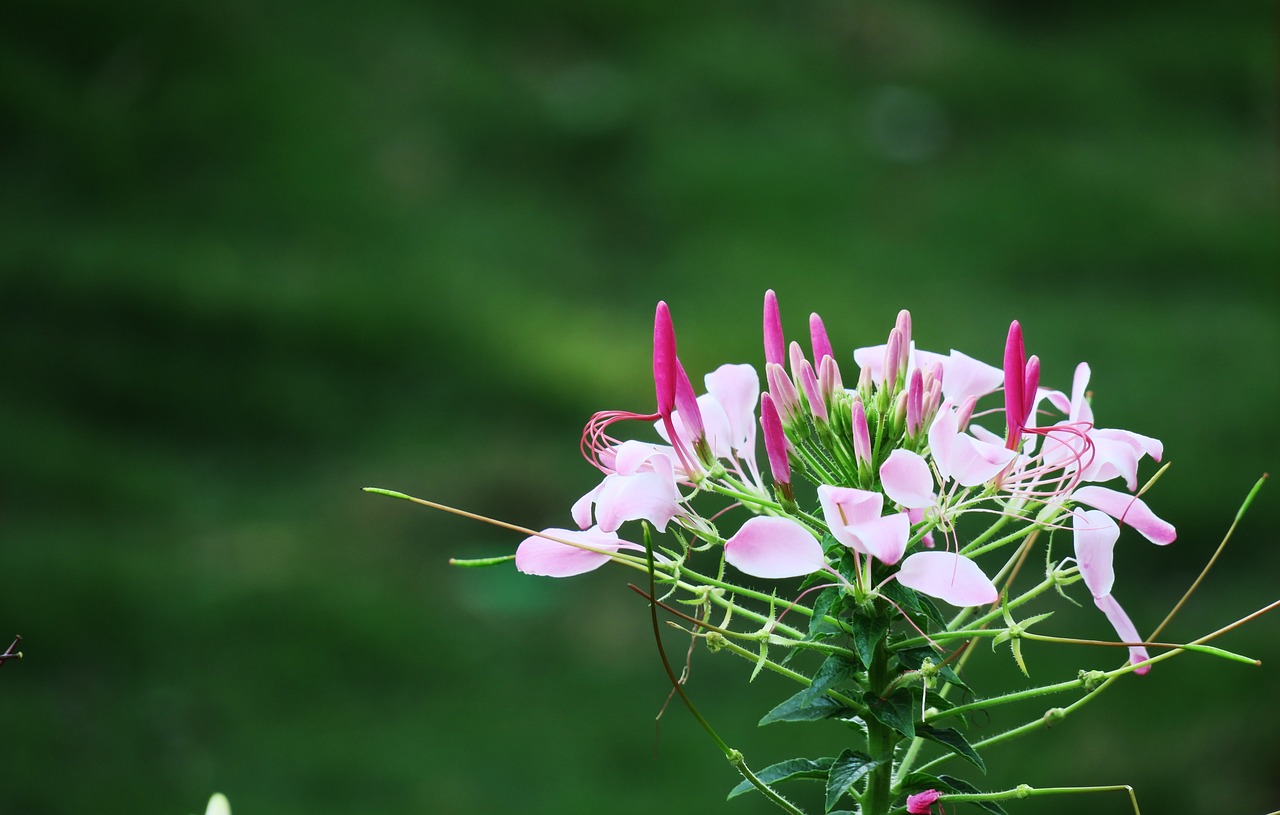 nature flower plant free photo