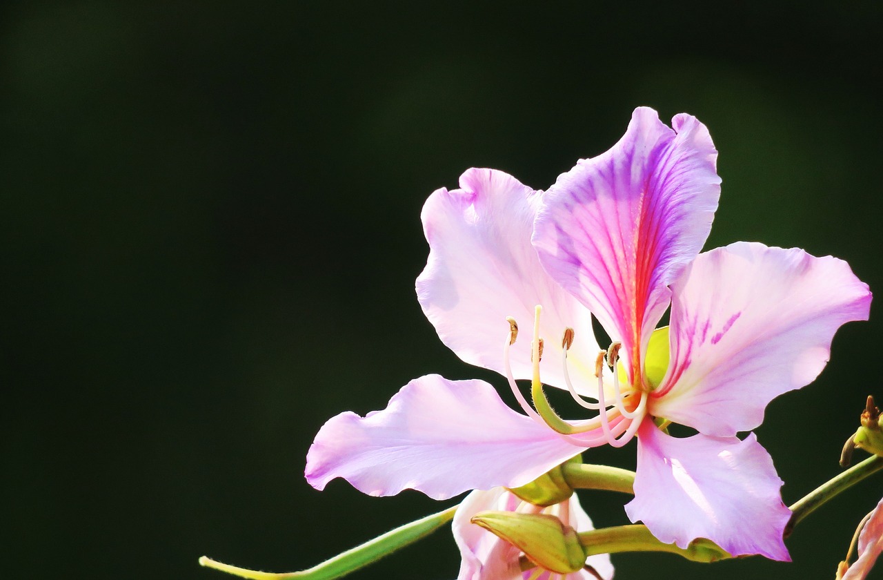 nature flower plant free photo