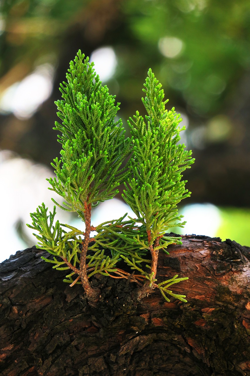 nature leaf plant free photo