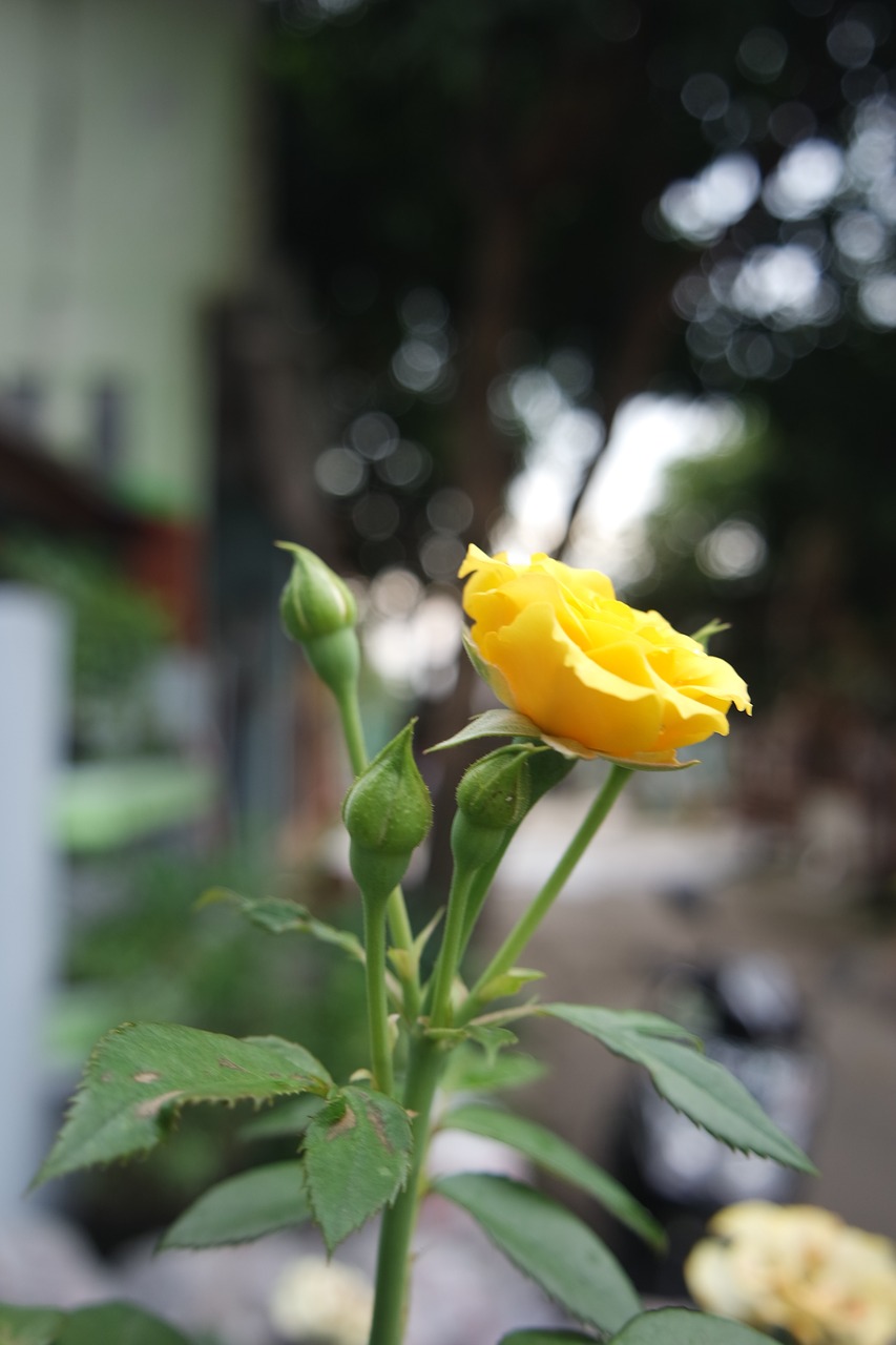 nature leaf flora free photo