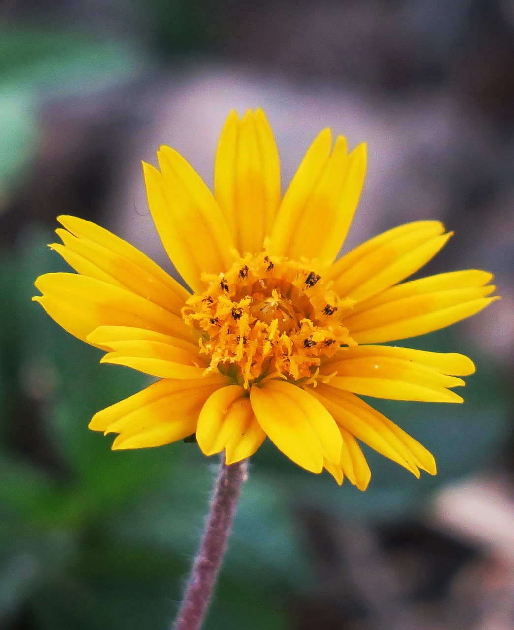 nature flower plant free photo